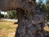 21-l_uliveto